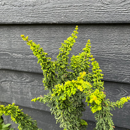 Chirimen Rare Dwarf Hinoki Cypress Conifer, Non-grafted, Unique Slow Growing Tree - Live Plant