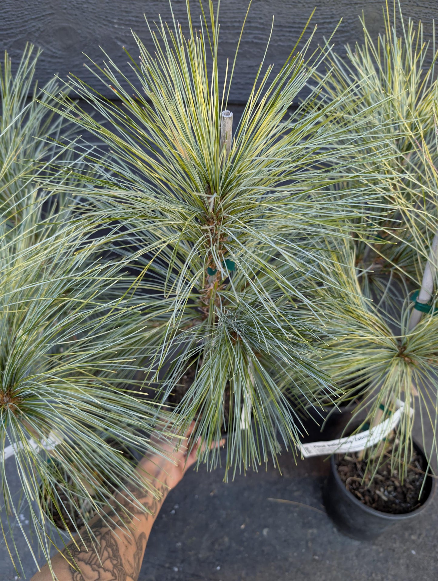 Zebrina Rare Variegated Himalayan Pine Collector Conifer - Live Plant