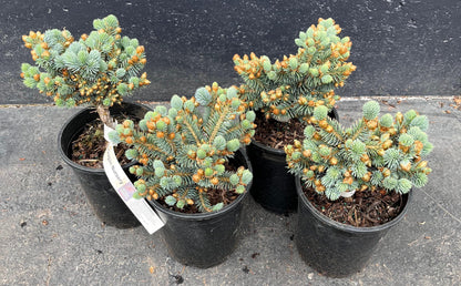 Blue Pearl Rare Dwarf Colorado Blue Spruce, Miniature Collector Conifer - Live Plant