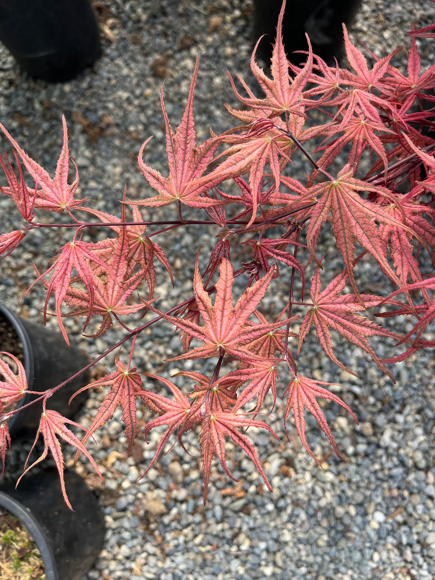 Olsen's Frosted Strawberry Japanese Maple, Rare Pink Ornamental Tree - Live Plant