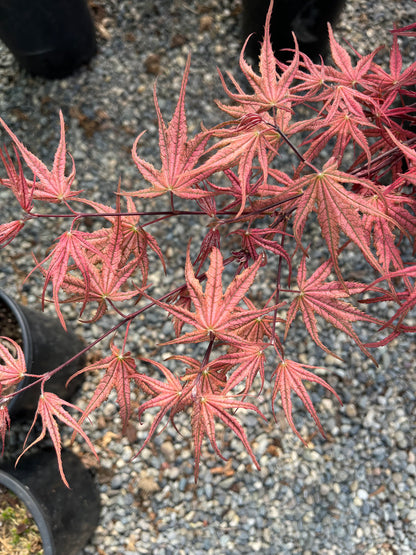 Olsen's Frosted Strawberry Japanese Maple, Rare Pink Ornamental Tree - Live Plant