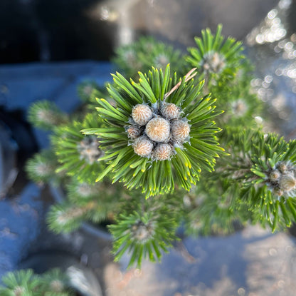 Kotobuki Dwarf Japanese Black Pine, Bonsai Starter Conifer Tree - Live Plant