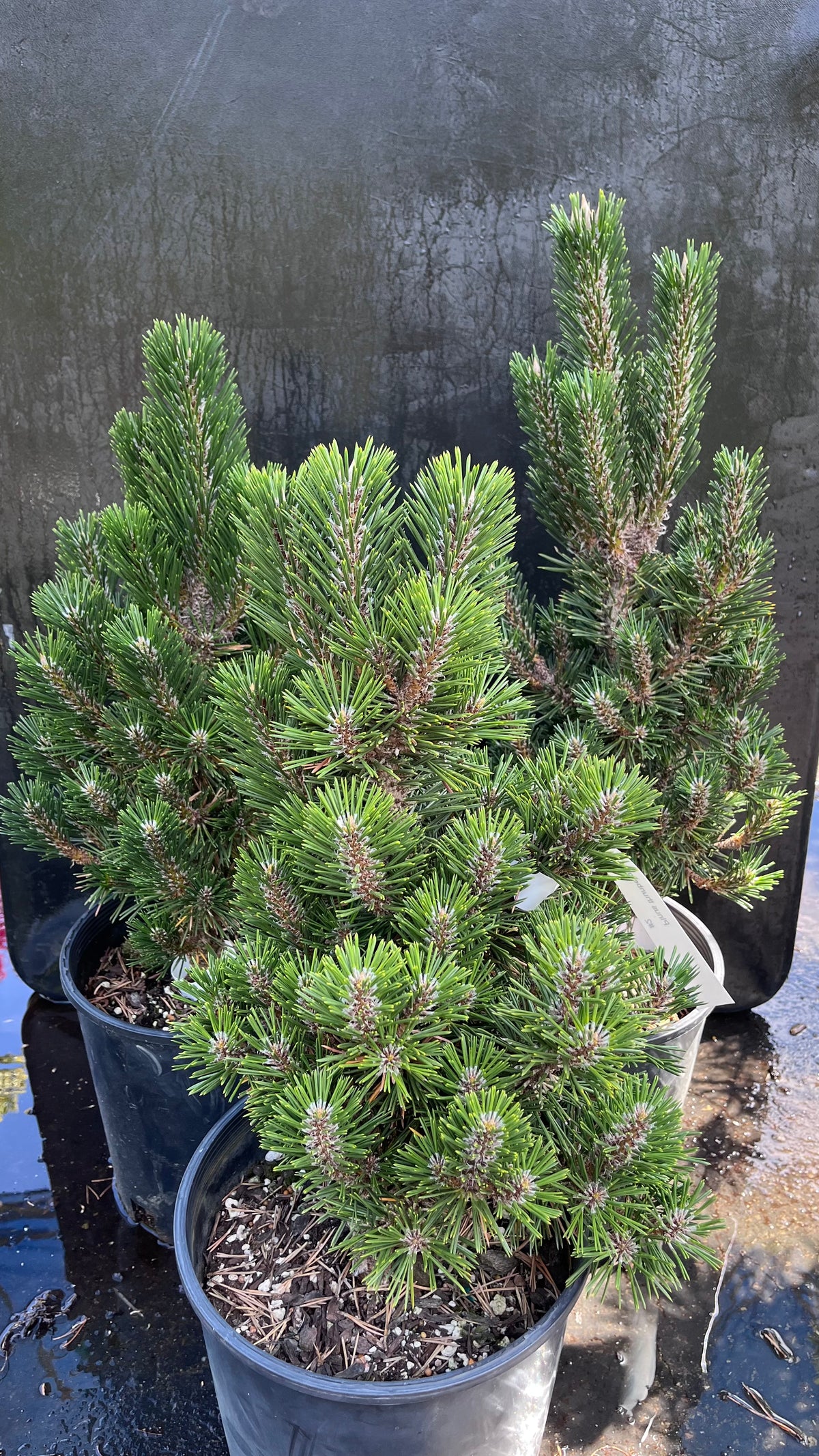 Kotobuki Dwarf Japanese Black Pine, Bonsai Starter Conifer Tree - Live Plant