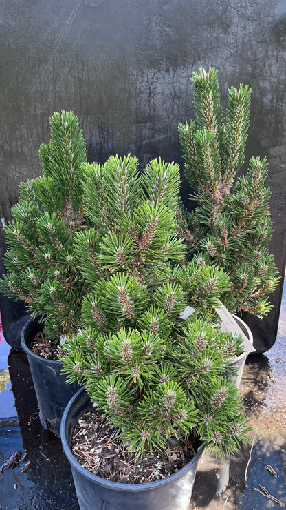 Kotobuki Dwarf Japanese Black Pine, Bonsai Starter Conifer Tree - Live Plant