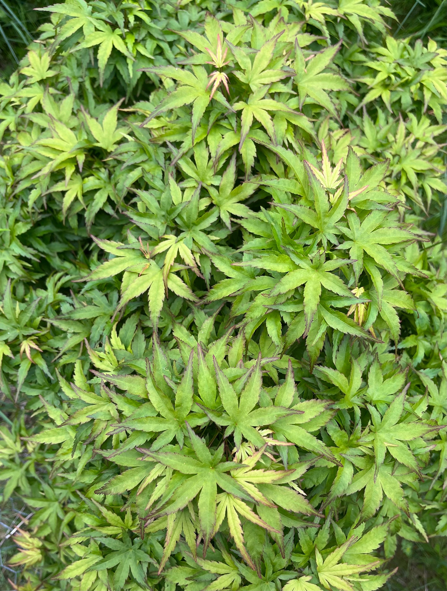 Sharp’s Pygmy, Dwarf Small Leaf Japanese Maple Tree - Live Plant