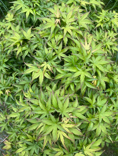 Sharp’s Pygmy, Dwarf Small Leaf Japanese Maple Tree - Live Plant