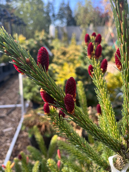 Howell’s Dwarf Tigertail Spruce, Picea Bicolor Conifer,  Unique Purple Cones - Live Plant