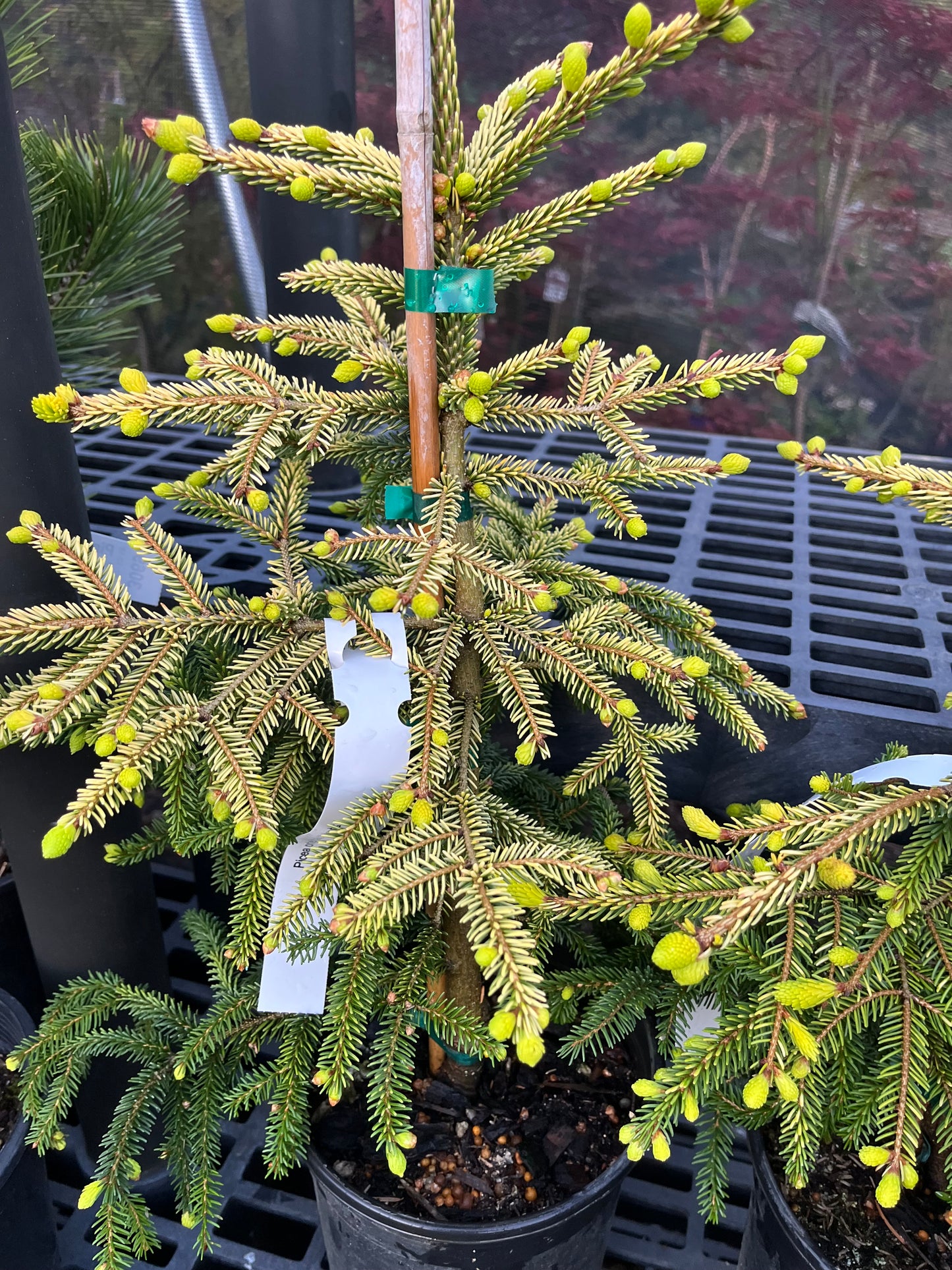 Skylands Golden Oriental Spruce, Picea Orientalis Conifer Tree - Live Plant