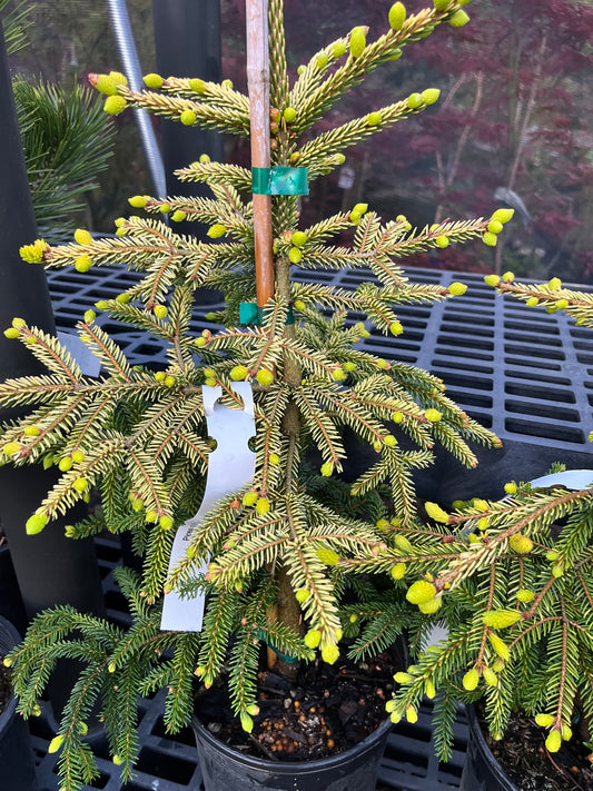 Skylands Golden Oriental Spruce, Picea Orientalis Conifer Tree - Live Plant