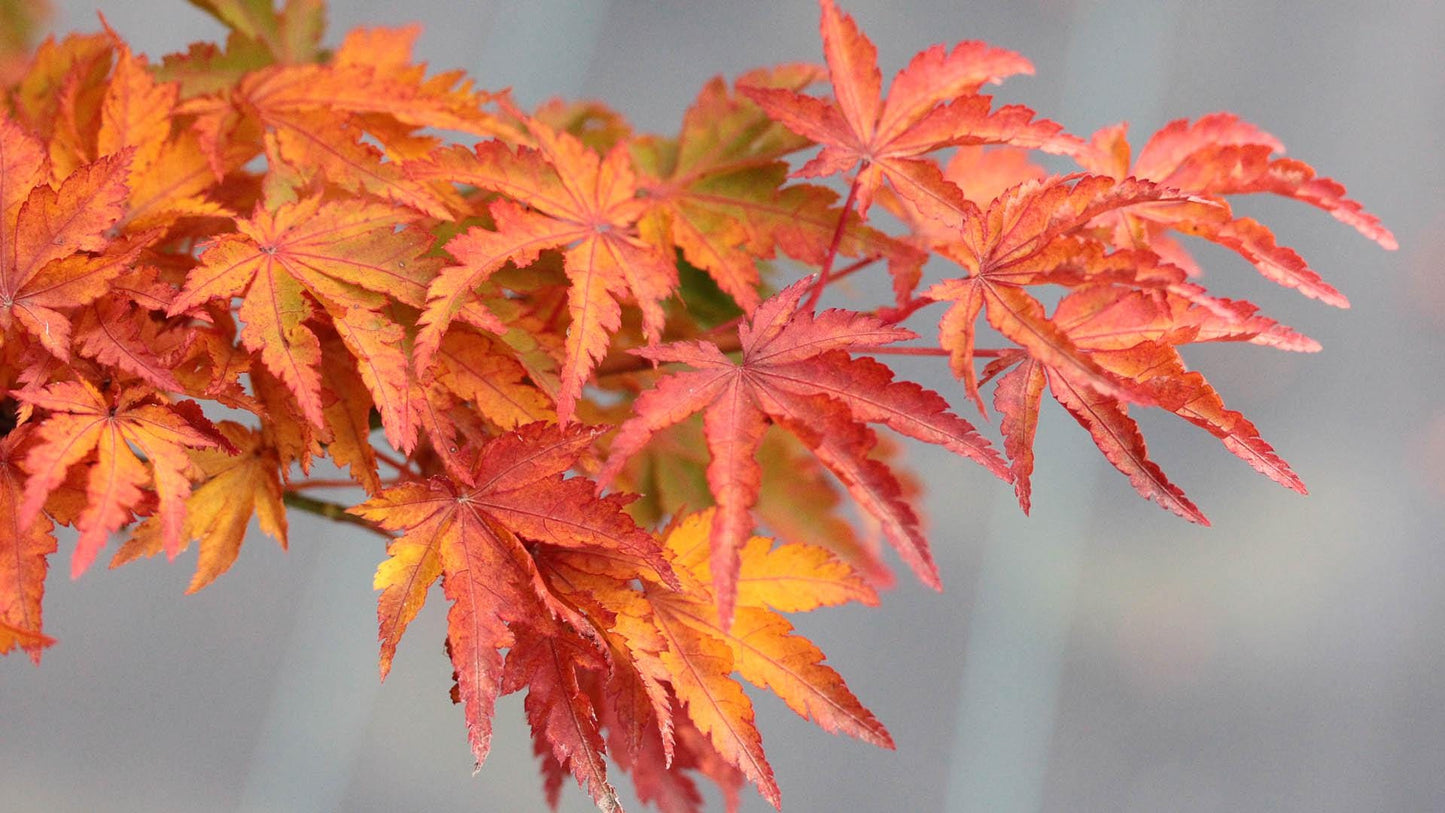 Ojishi Rare Dwarf Japanese Maple, Male Lion Tree Counterpart To Shishigashira - Live Plant