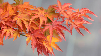 Ojishi Rare Dwarf Japanese Maple, Male Lion Tree Counterpart To Shishigashira - Live Plant
