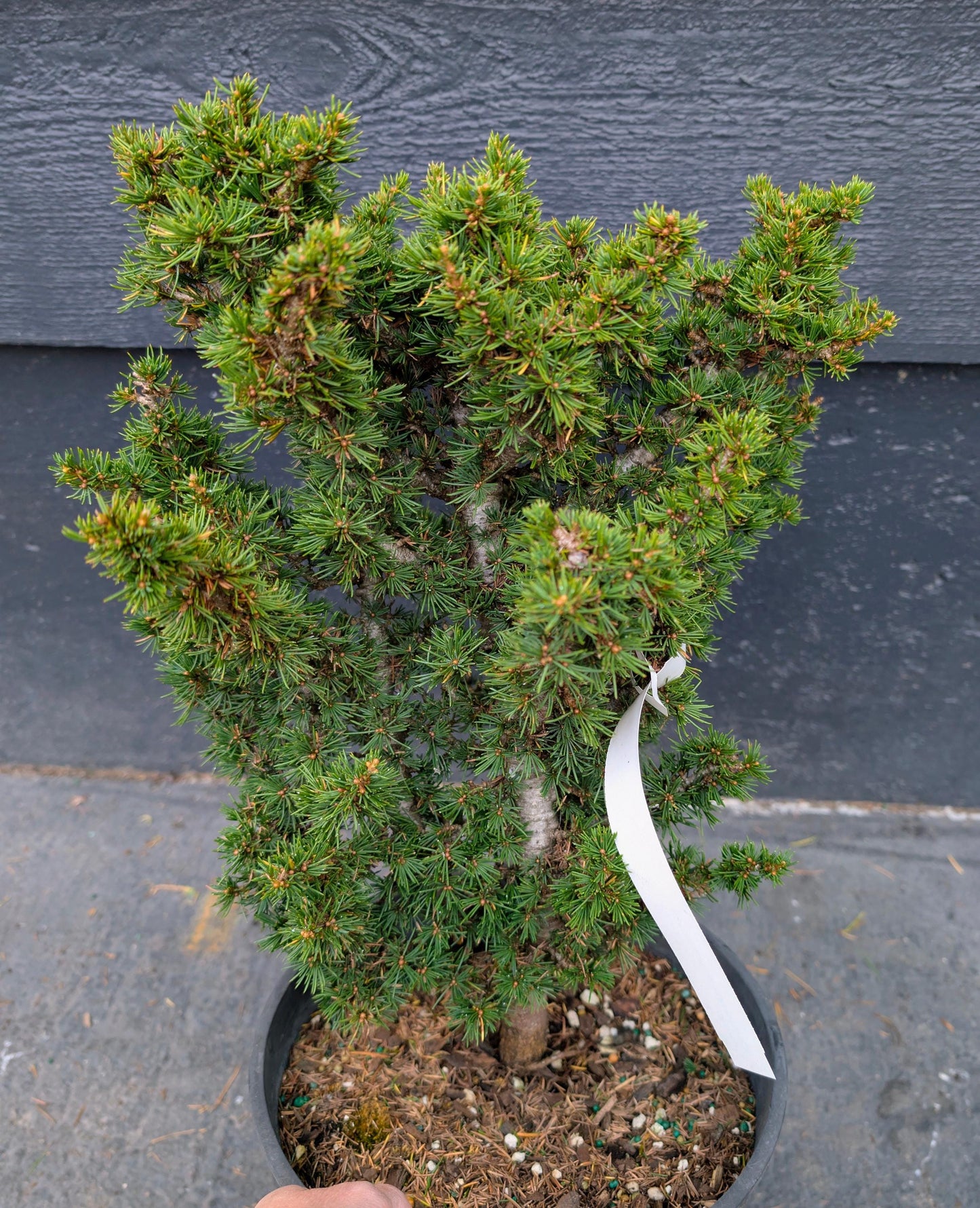 Kenwith Dwarf Cyprus Cedar, Cedrus Brevifolia Rare Miniature Conifer - Live Plant