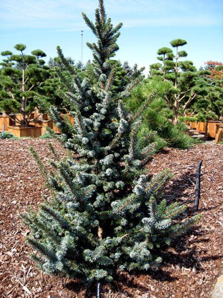 De Ruyter Rare Dwarf Serbian Spruce Conifer Tree - Live Plant