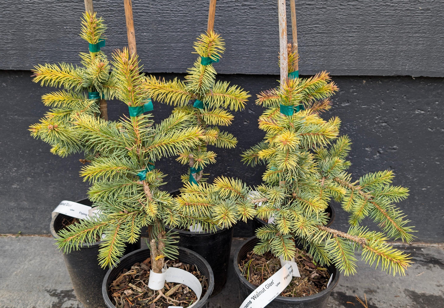 Walnut Glen Colorado Blue Spruce, Golden Dwarf Collector Conifer - Live Plant
