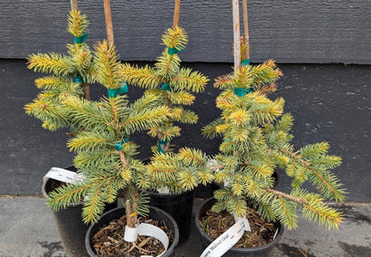 Walnut Glen Colorado Blue Spruce, Golden Dwarf Collector Conifer - Live Plant