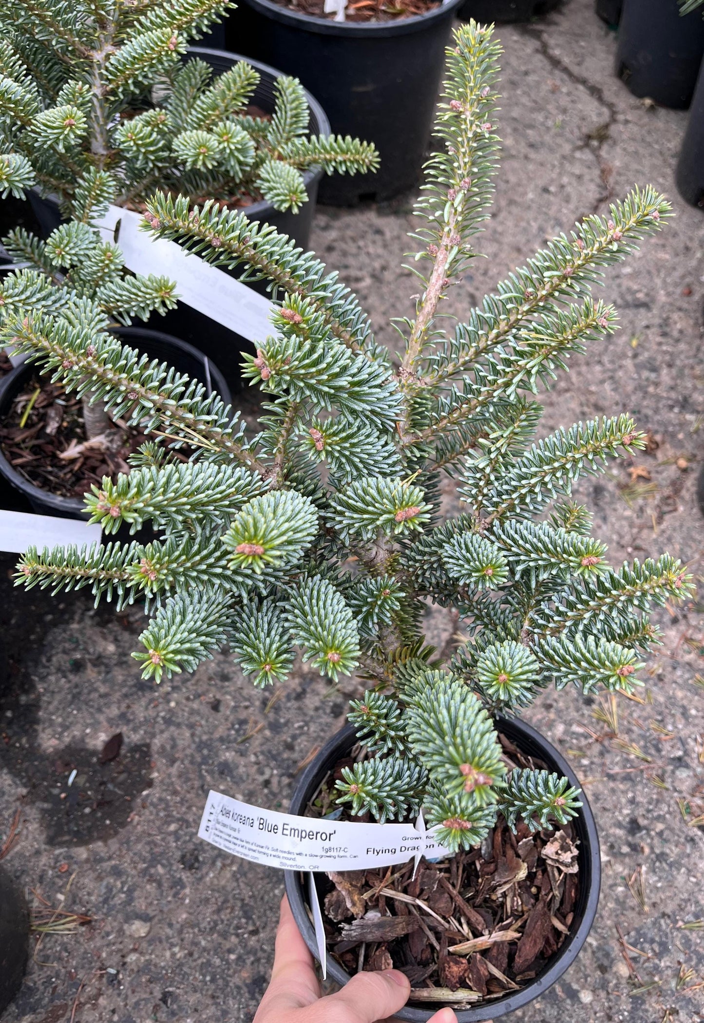 Blue Emperor Korean Fir, Rare Dwarf Blue Collector Conifer - Live Plant