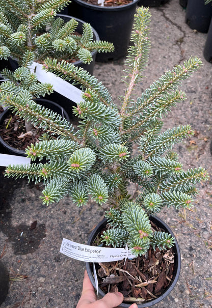 Blue Emperor Korean Fir, Rare Dwarf Blue Collector Conifer - Live Plant
