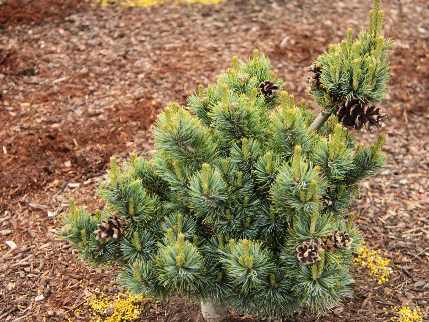 Kinpo Rare Dwarf Japanese White Pine, Pre Bonsai Starter Tree - Live Plant