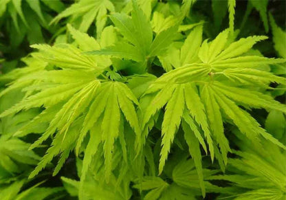 Tattoo Japanese Maple, Rare Dwarf Acer Palmatum Mikawa Type, Collector Tree - Live Plant