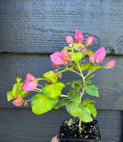 Sunstone Red Bougainvillea Fast Growing Tropical Flowering Vine - Live Plant