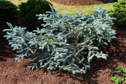 Glauca Prostrata Blue Noble Fir, Dwarf Prostrate Abies Procera Conifer - Live Plant