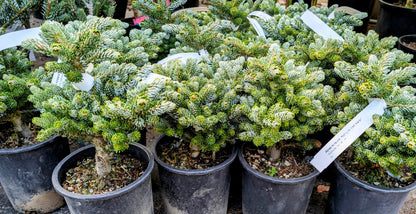 Kohout's Ice Breaker Korean Fir, Dwarf Evergreen Conifer, Collector Tree - Live Plant