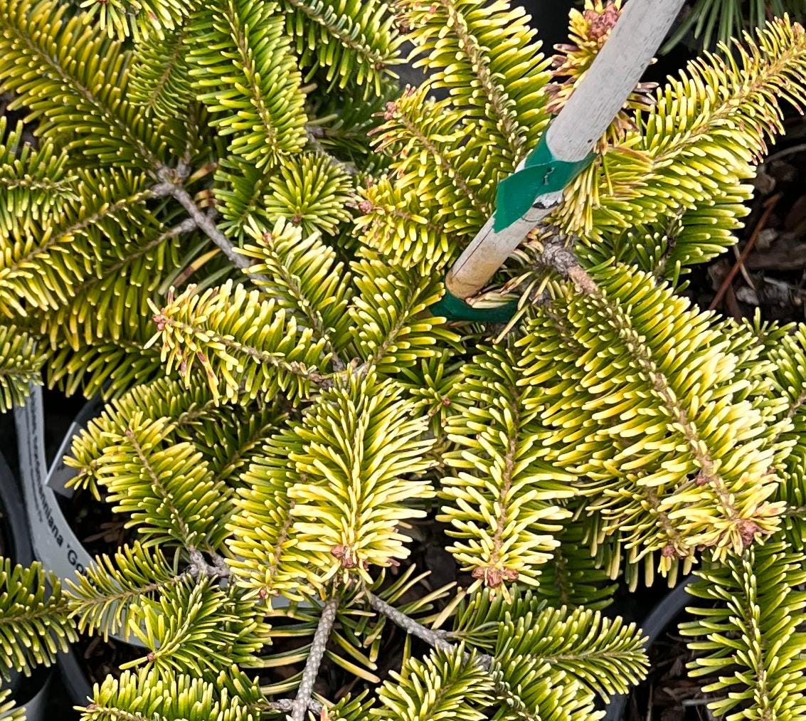 Golden Spreader Nordmann Fir, Low Spreading Dwarf Golden Conifer - Live Plant