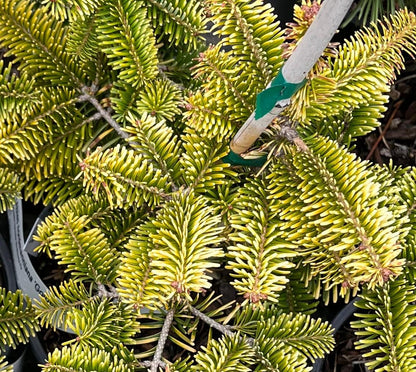Golden Spreader Nordmann Fir, Low Spreading Dwarf Golden Conifer - Live Plant
