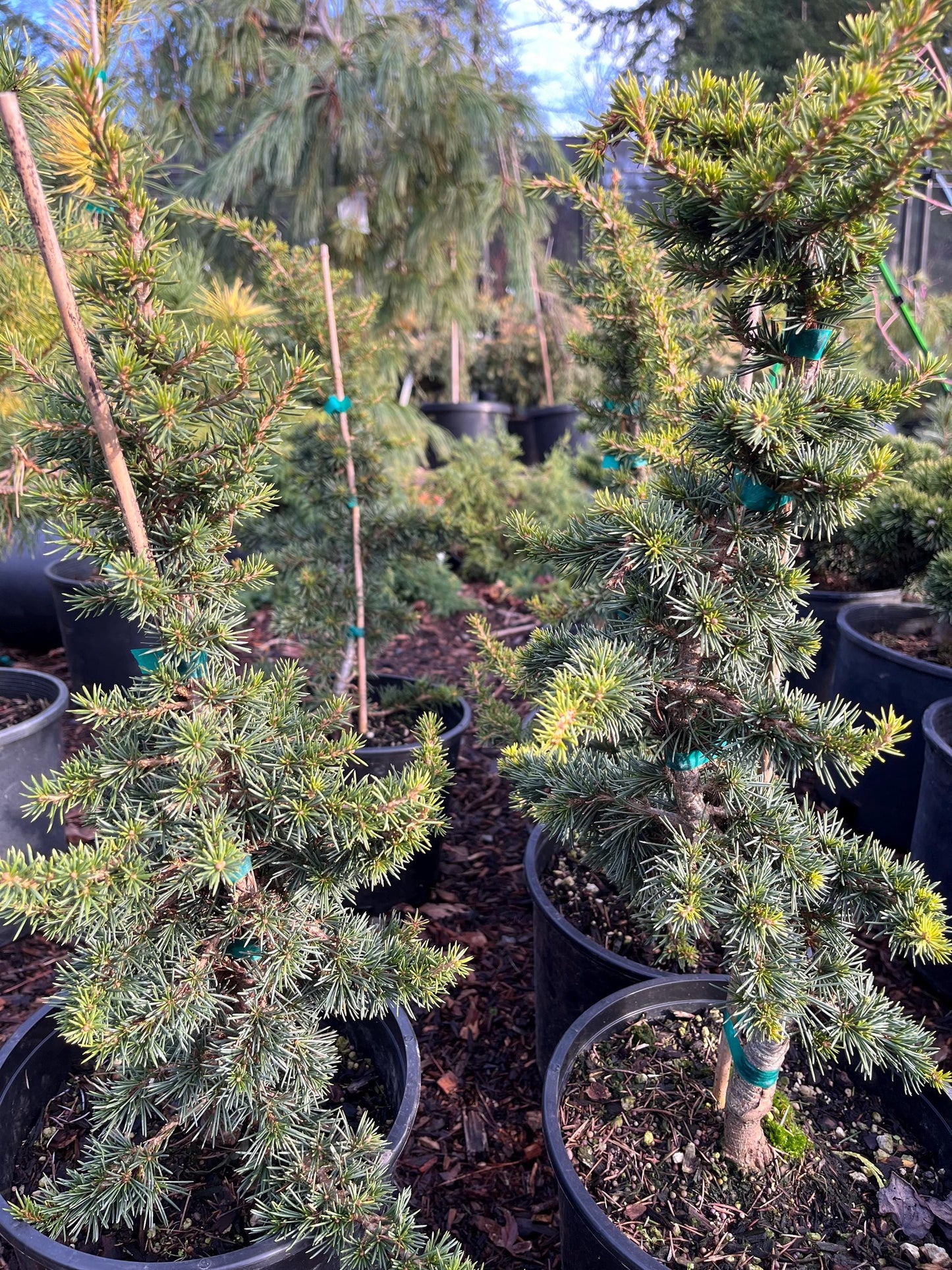 Green Prince Cedar of Lebanon, Dwarf Bonsai Evergreen Conifer - Live Plant