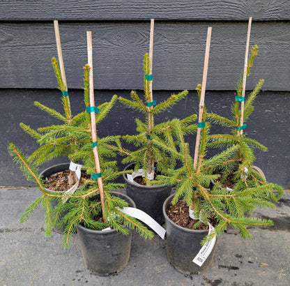 Red Tipped Norway Spruce Tree, Picea Abies Rubra Spicata - Live Plant