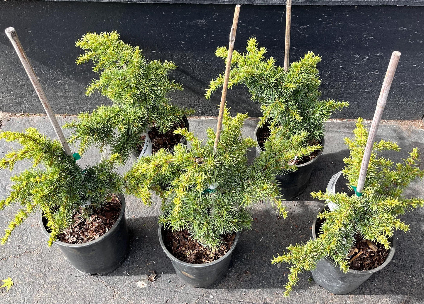 Hillier's HB Dwarf Atlas Cedar, Bonsai Starter, Rock Garden Tree - Live Plant