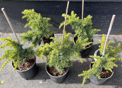 Hillier's HB Dwarf Atlas Cedar, Bonsai Starter, Rock Garden Tree - Live Plant