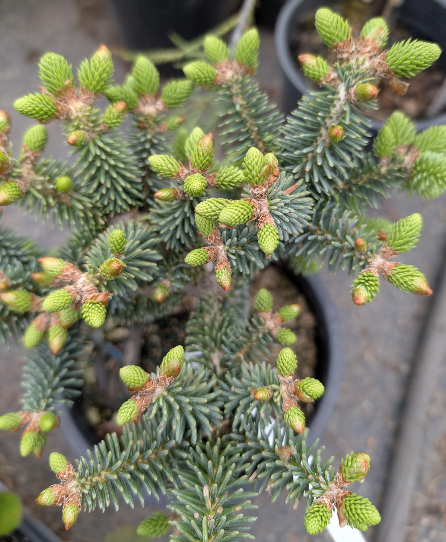 Horstmann Dwarf Blue Spanish Fir, Rare Collector Conifer Tree - Live Plant