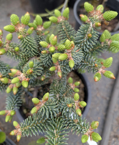 Horstmann Dwarf Blue Spanish Fir, Rare Collector Conifer Tree - Live Plant