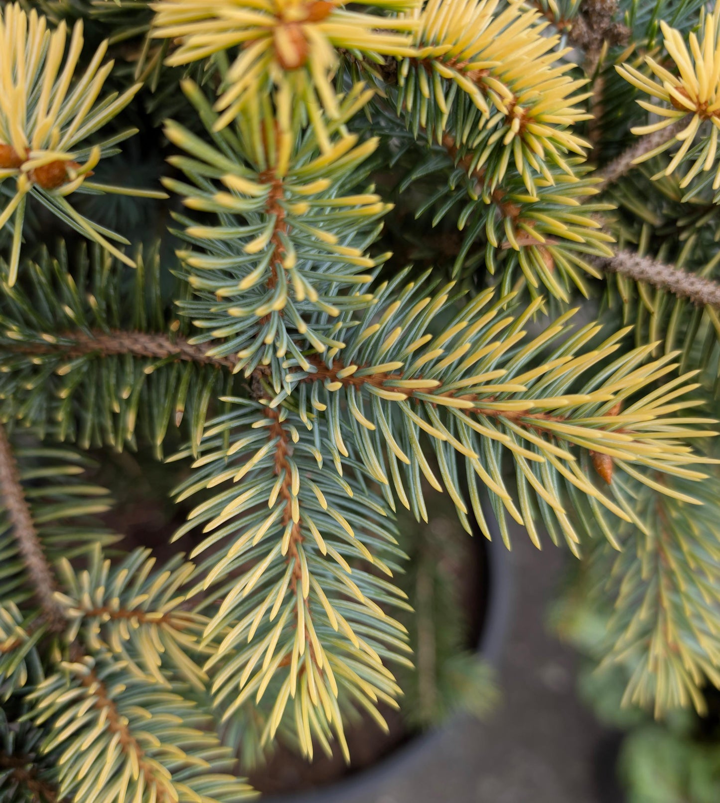 Walnut Glen Colorado Blue Spruce, Golden Dwarf Collector Conifer - Live Plant