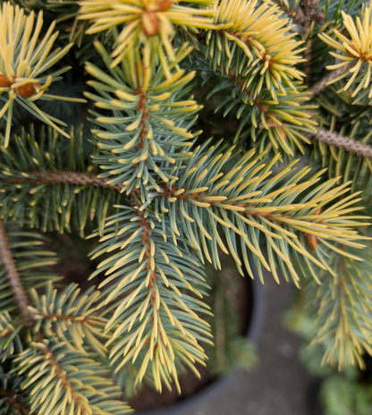 Walnut Glen Colorado Blue Spruce, Golden Dwarf Collector Conifer - Live Plant