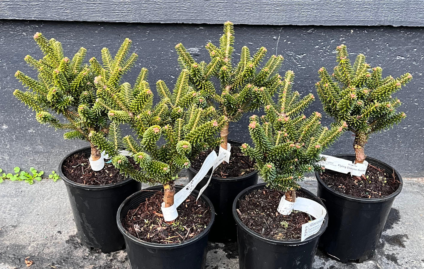 Alpine Star Korean Fir, Miniature Abies Koreana Rare Evergreen Conifer - Live Plant
