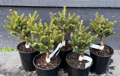Alpine Star Korean Fir, Miniature Abies Koreana Rare Evergreen Conifer - Live Plant