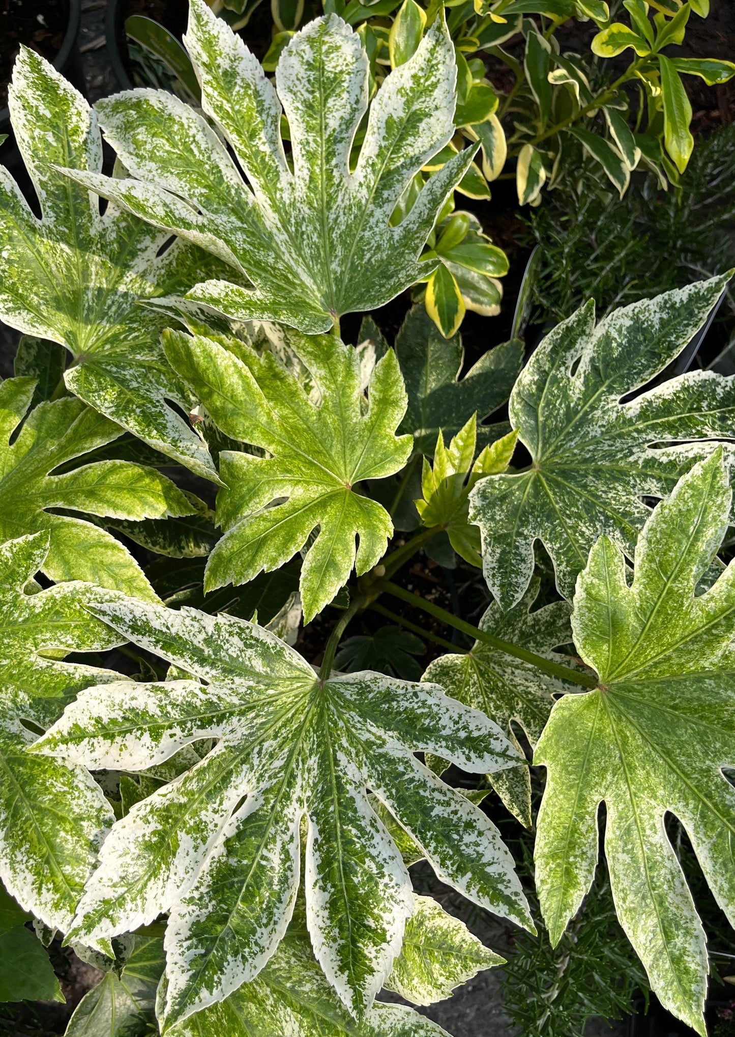 Variegated Spiders Web Fatsia Japonica, Rare Japanese Aralia Shrub - Live Plant