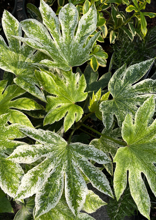 Variegated Spiders Web Fatsia Japonica, Rare Japanese Aralia Shrub - Live Plant
