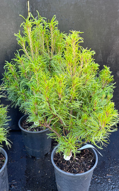 Tiny Kurls Dwarf Eastern White Pine, Unique Twisted Blue-Green Needles - Live Plant