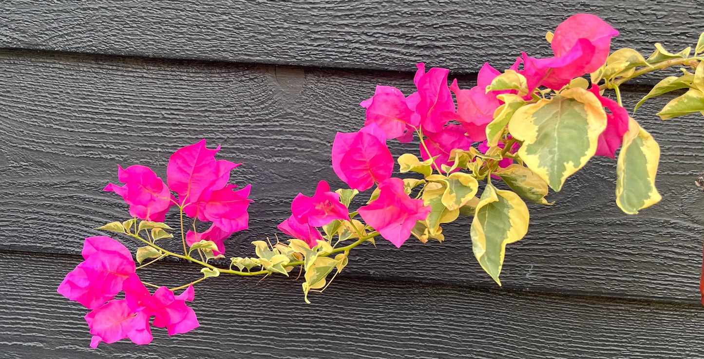 Raspberry Ice Variegated Bougainvillea Pink Flowering Vine - Live Plant