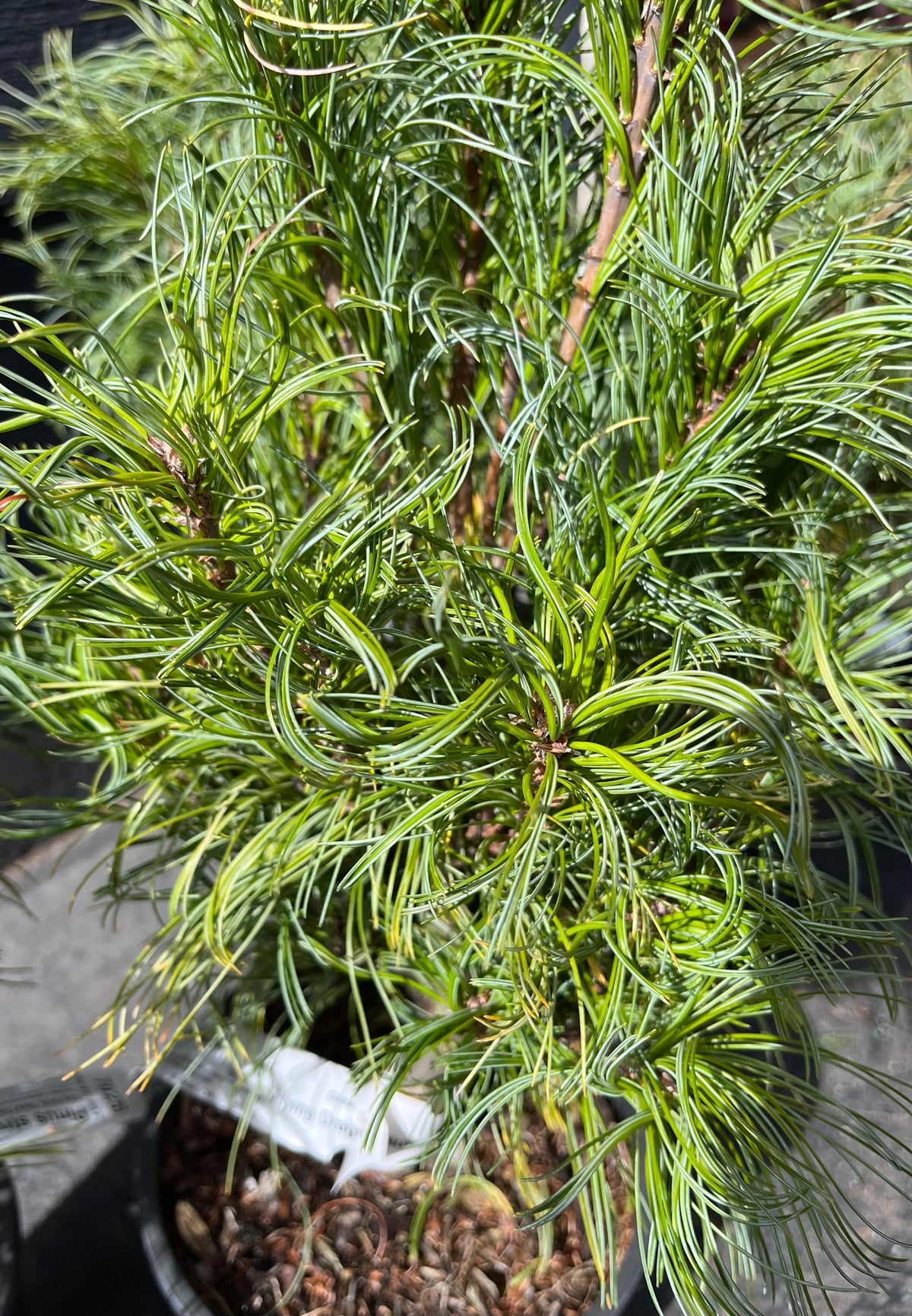 Tiny Kurls Dwarf Eastern White Pine, Unique Twisted Blue-Green Needles - Live Plant