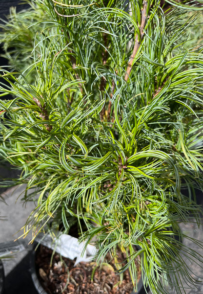 Tiny Kurls Dwarf Eastern White Pine, Unique Twisted Blue-Green Needles - Live Plant