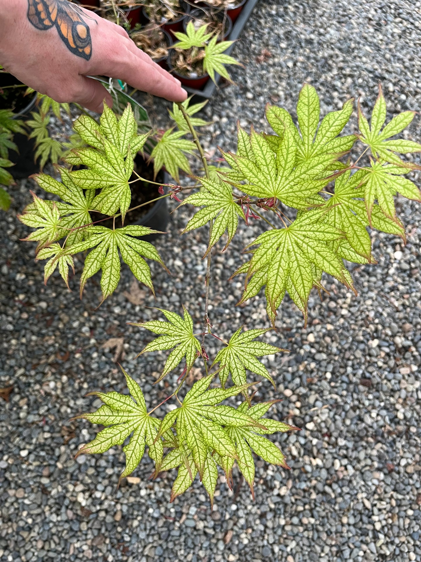 Peaches and Cream Japanese Maple, Pink Cream Variegated Acer Palmatum - Live Plant