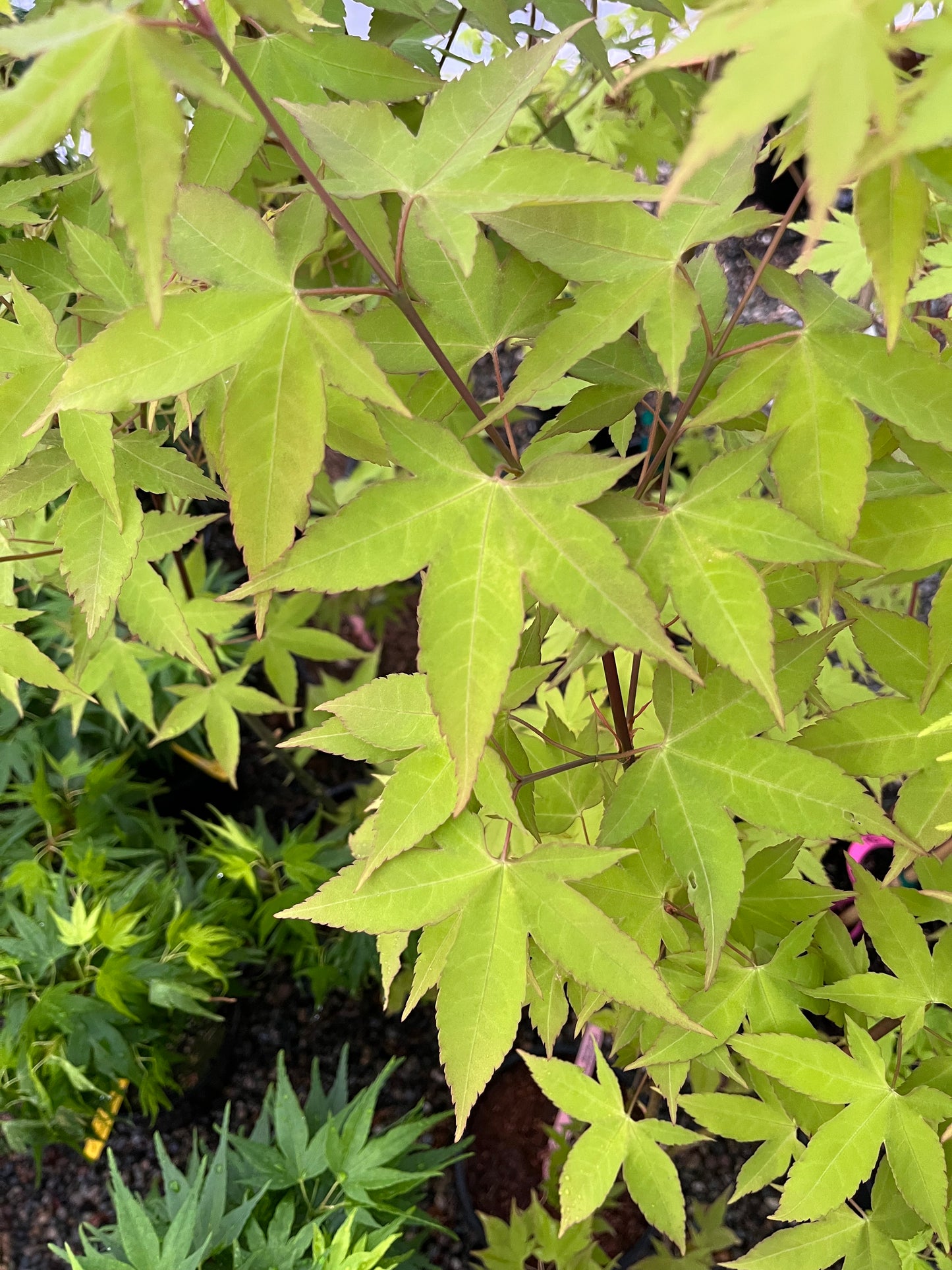 Hot Blonde Japanese Maple, Rare Acer Oliverianum Heat Tolerant - Live Plant