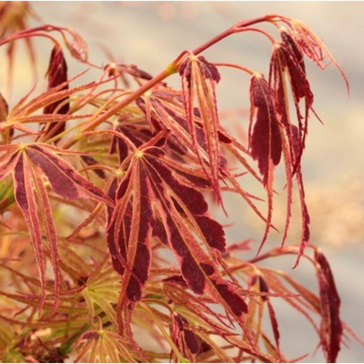 Manyo No Sato Variegated Japanese Maple, Purple Acer Palmatum Tree - Live Plant