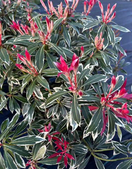 Flaming Silver Variegated Lily Of The Valley, Flowering Evergreen Shrub - Live Plant