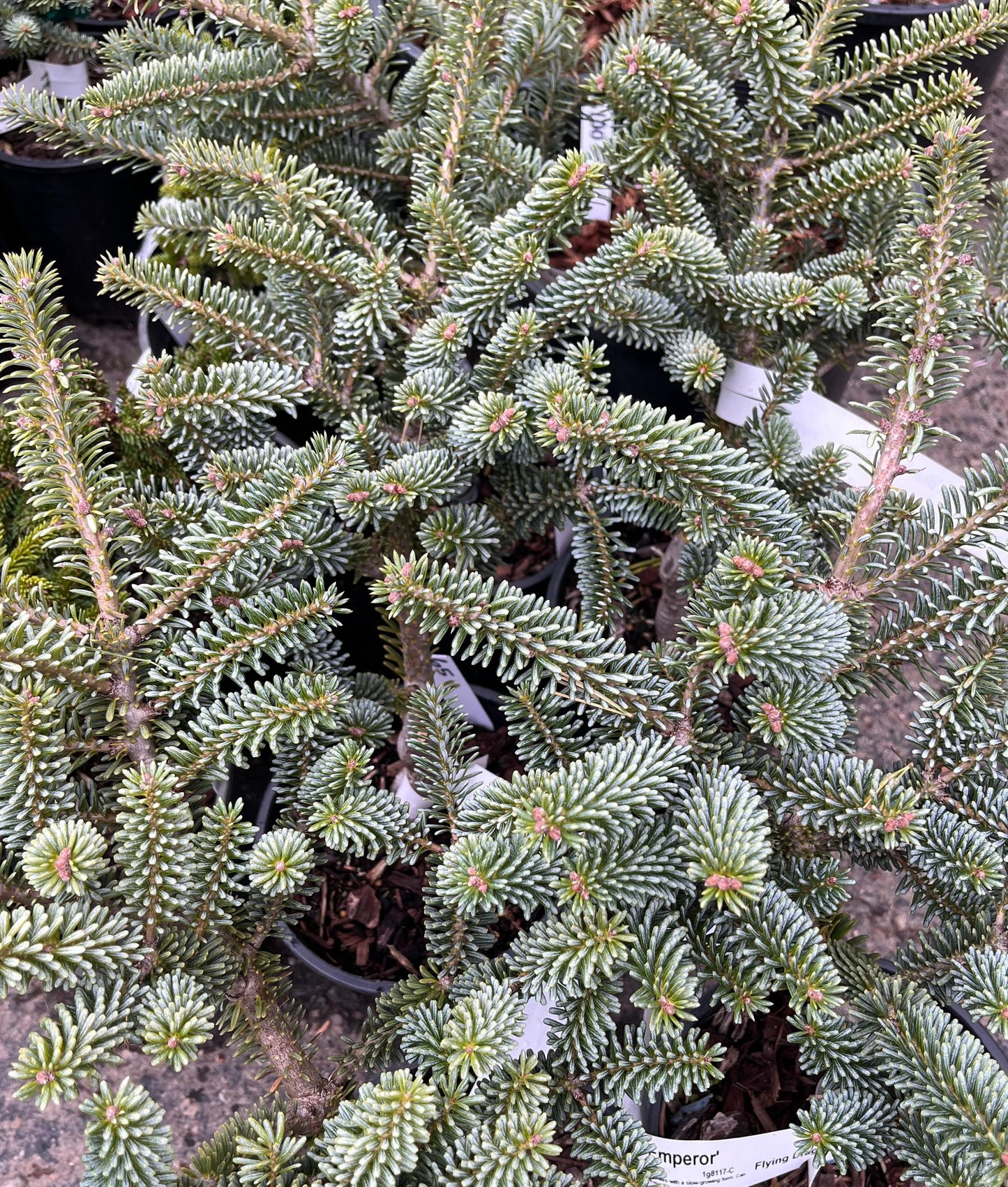 Blue Emperor Korean Fir, Rare Dwarf Blue Collector Conifer - Live Plant