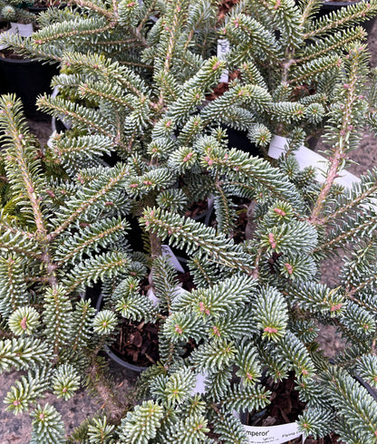 Blue Emperor Korean Fir, Rare Dwarf Blue Collector Conifer - Live Plant
